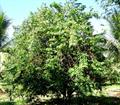 کارامبولا یا میوه ستاره ای